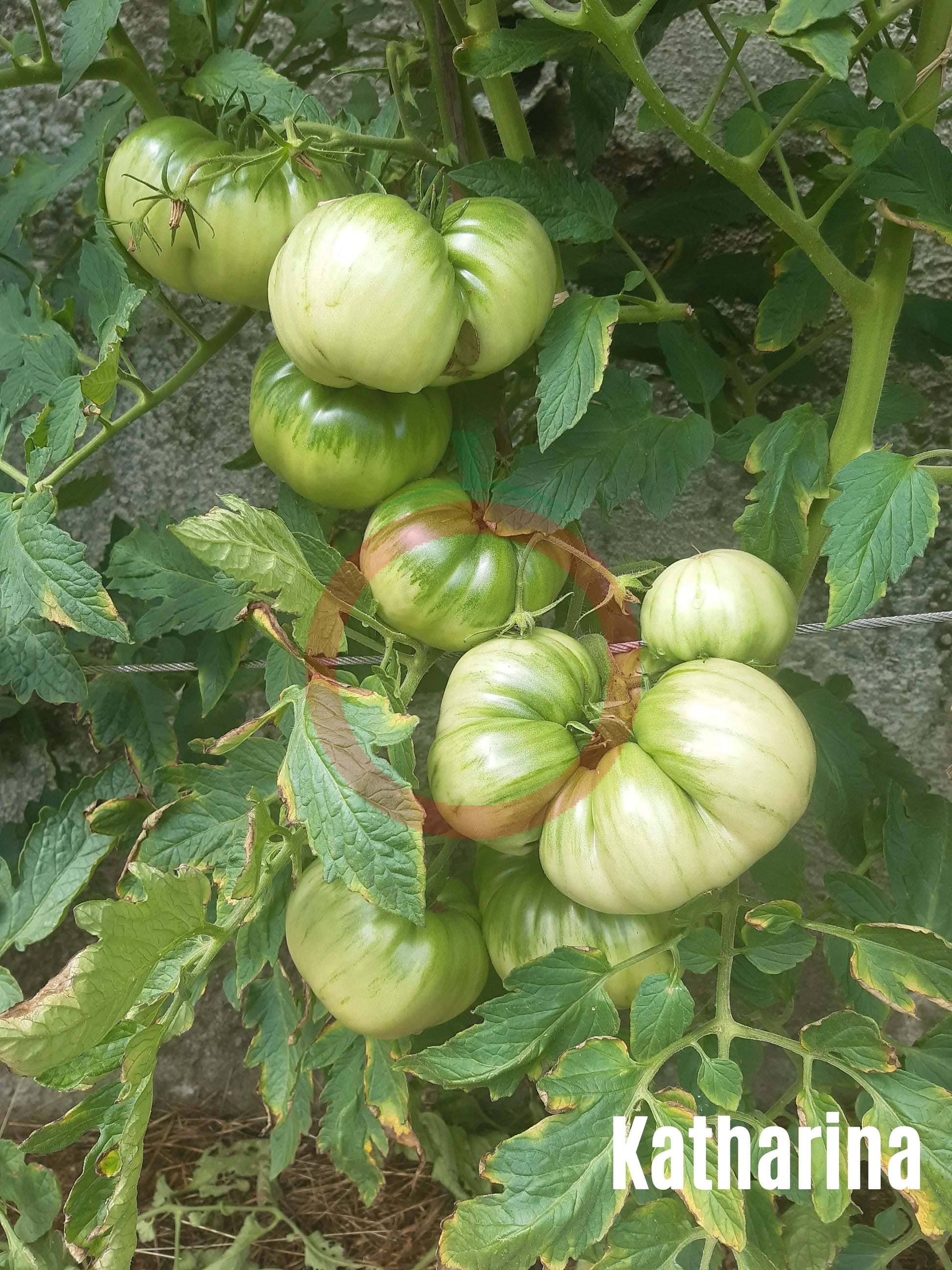 Katharina DER TOMATENFLÜSTERER
