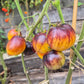 Kayleigh Anne DER TOMATENFLÜSTERER