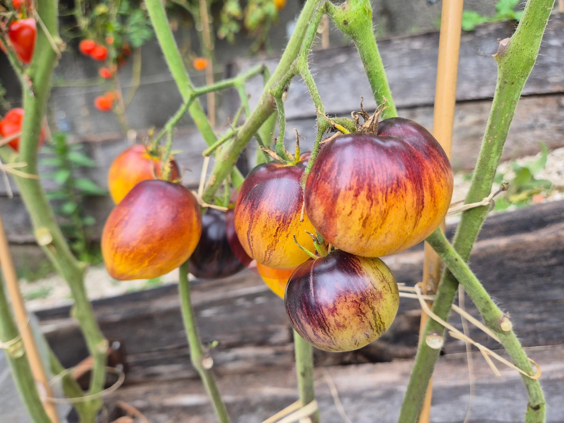 Kayleigh Anne DER TOMATENFLÜSTERER