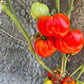 Kim´s Civil War DER TOMATENFLÜSTERER
