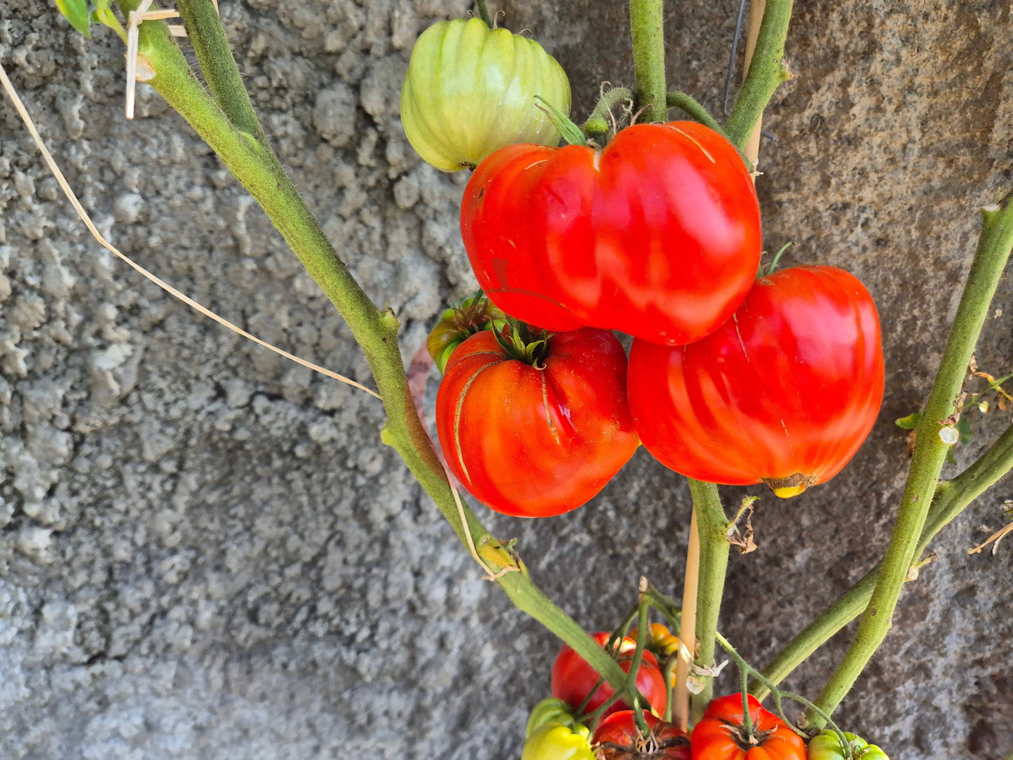 Kim´s Civil War DER TOMATENFLÜSTERER
