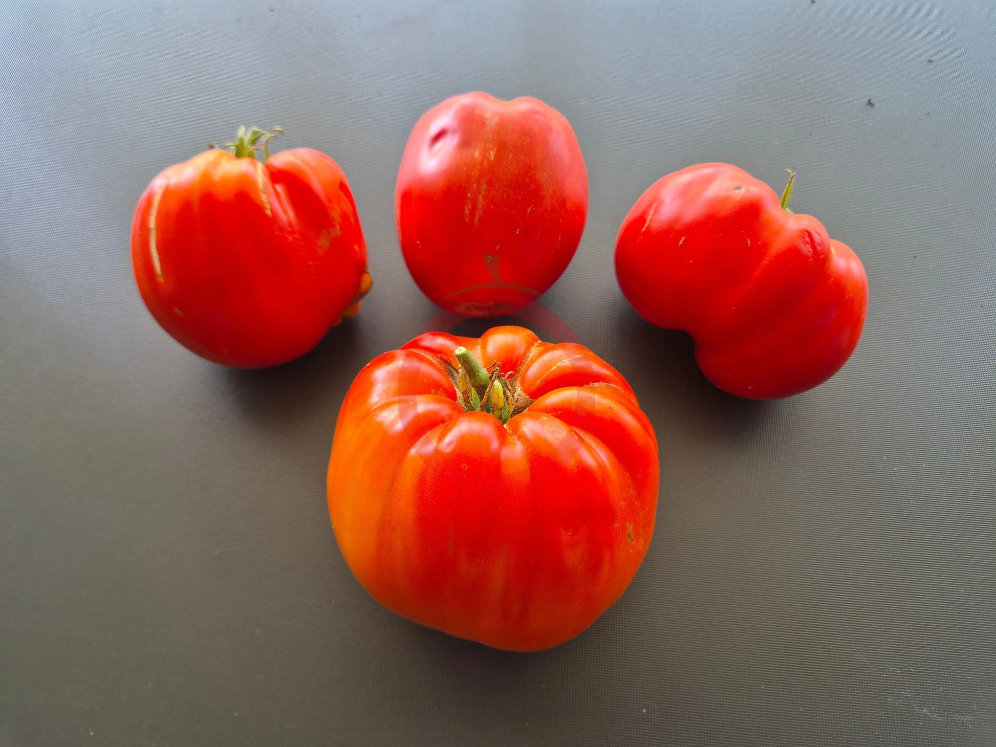 Kim´s Civil War DER TOMATENFLÜSTERER