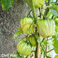 Kim´s Civil War DER TOMATENFLÜSTERER