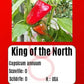 King of the North DER TOMATENFLÜSTERER
