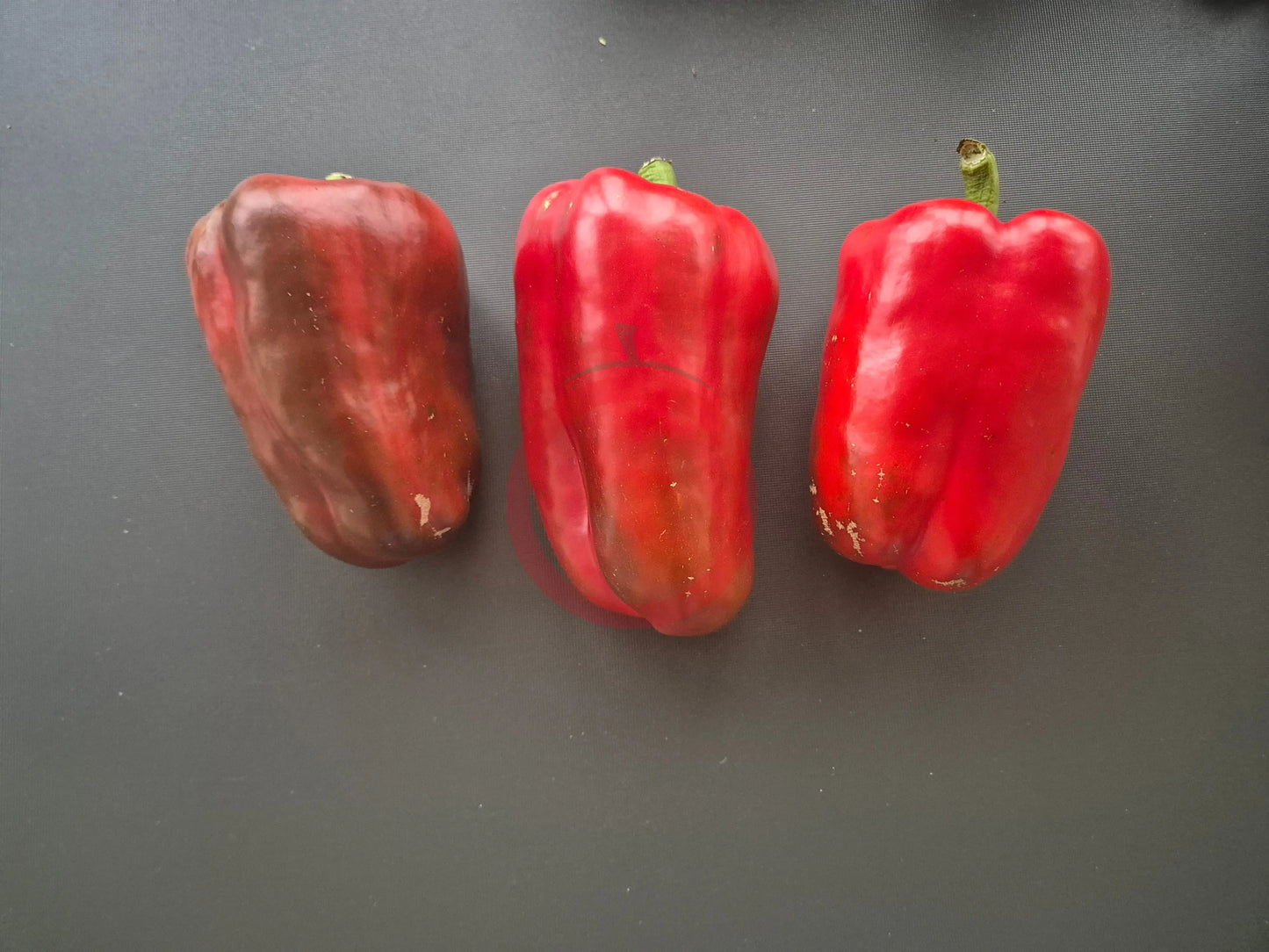 King of the North DER TOMATENFLÜSTERER