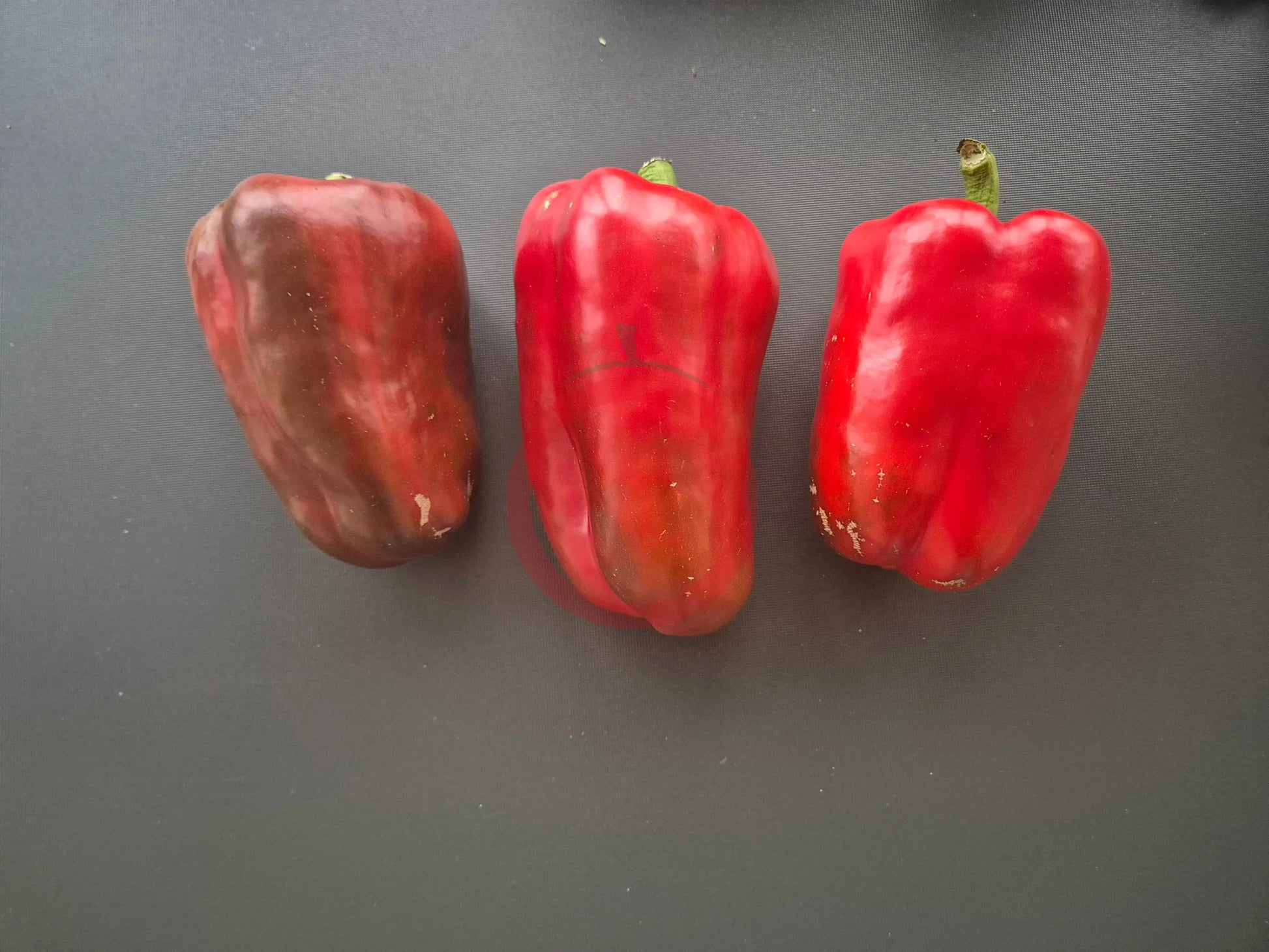 King of the North DER TOMATENFLÜSTERER