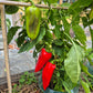 Kitayska Stena DER TOMATENFLÜSTERER