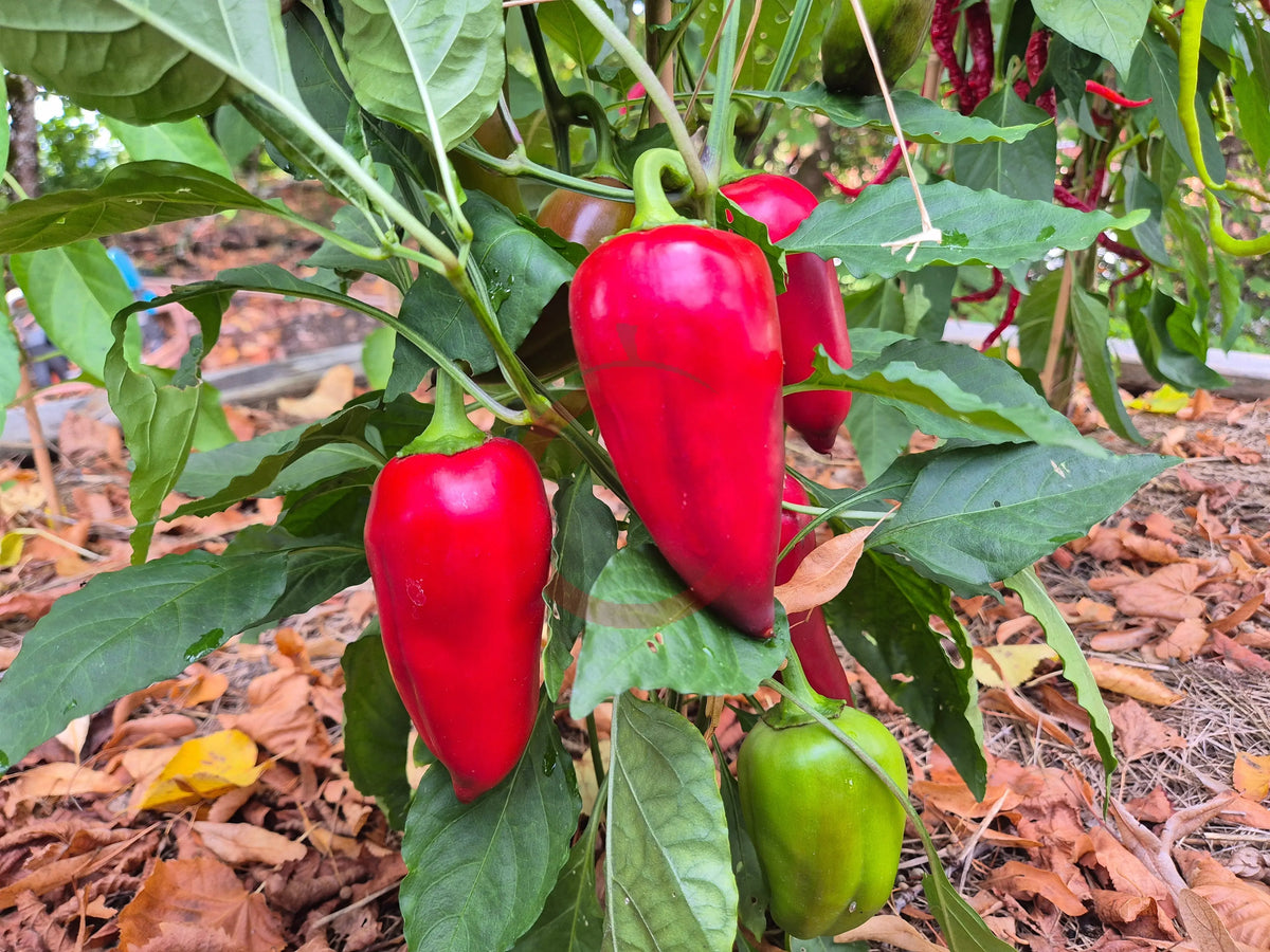 Kitayska Stena DER TOMATENFLÜSTERER
