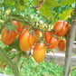 Kitty DER TOMATENFLÜSTERER