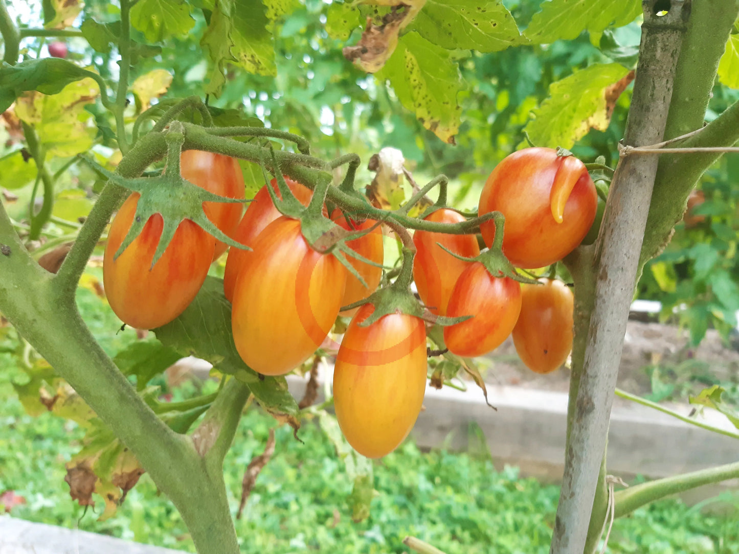 Kitty DER TOMATENFLÜSTERER