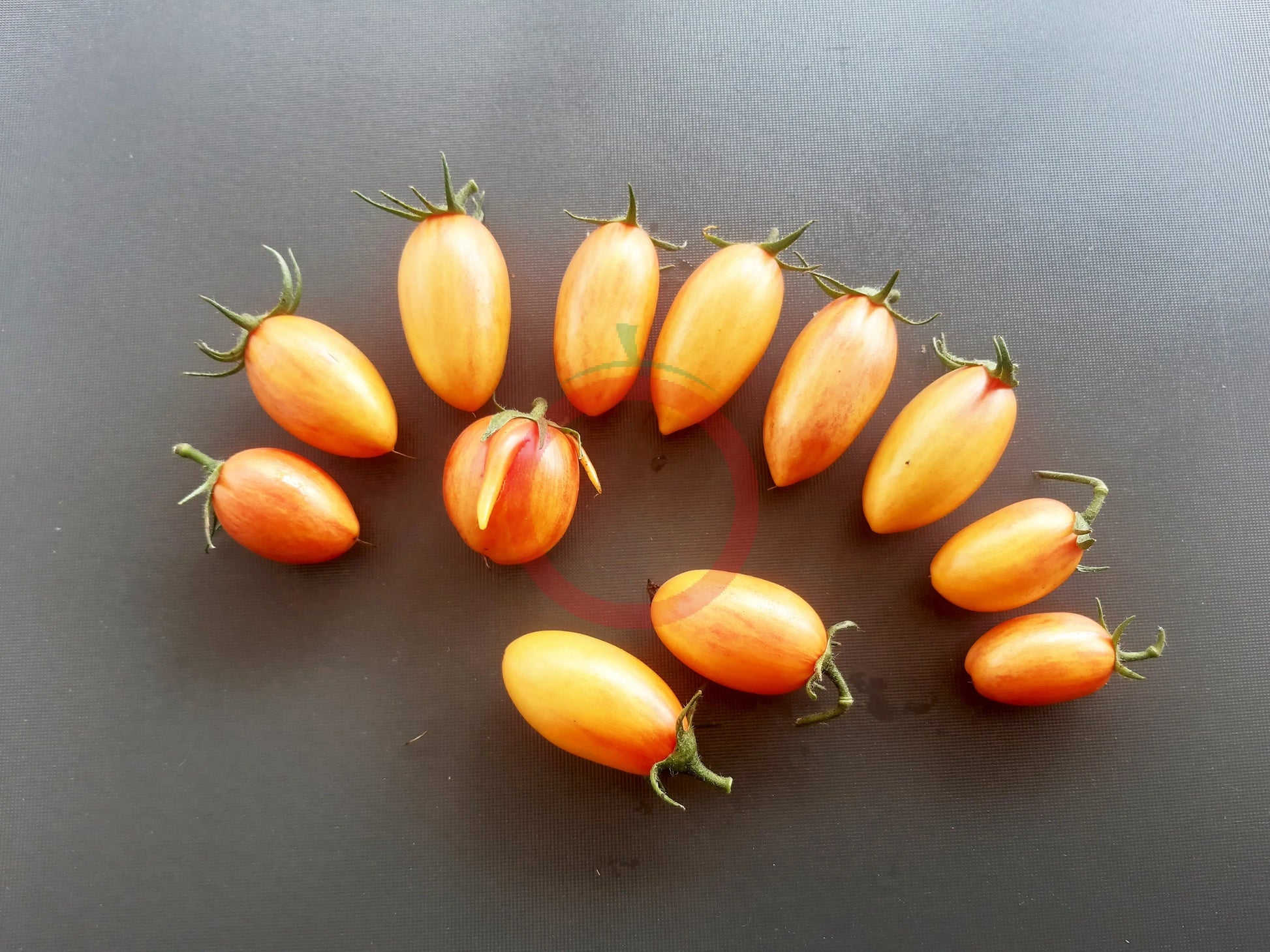 Kitty DER TOMATENFLÜSTERER