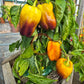 Klyaksa DER TOMATENFLÜSTERER