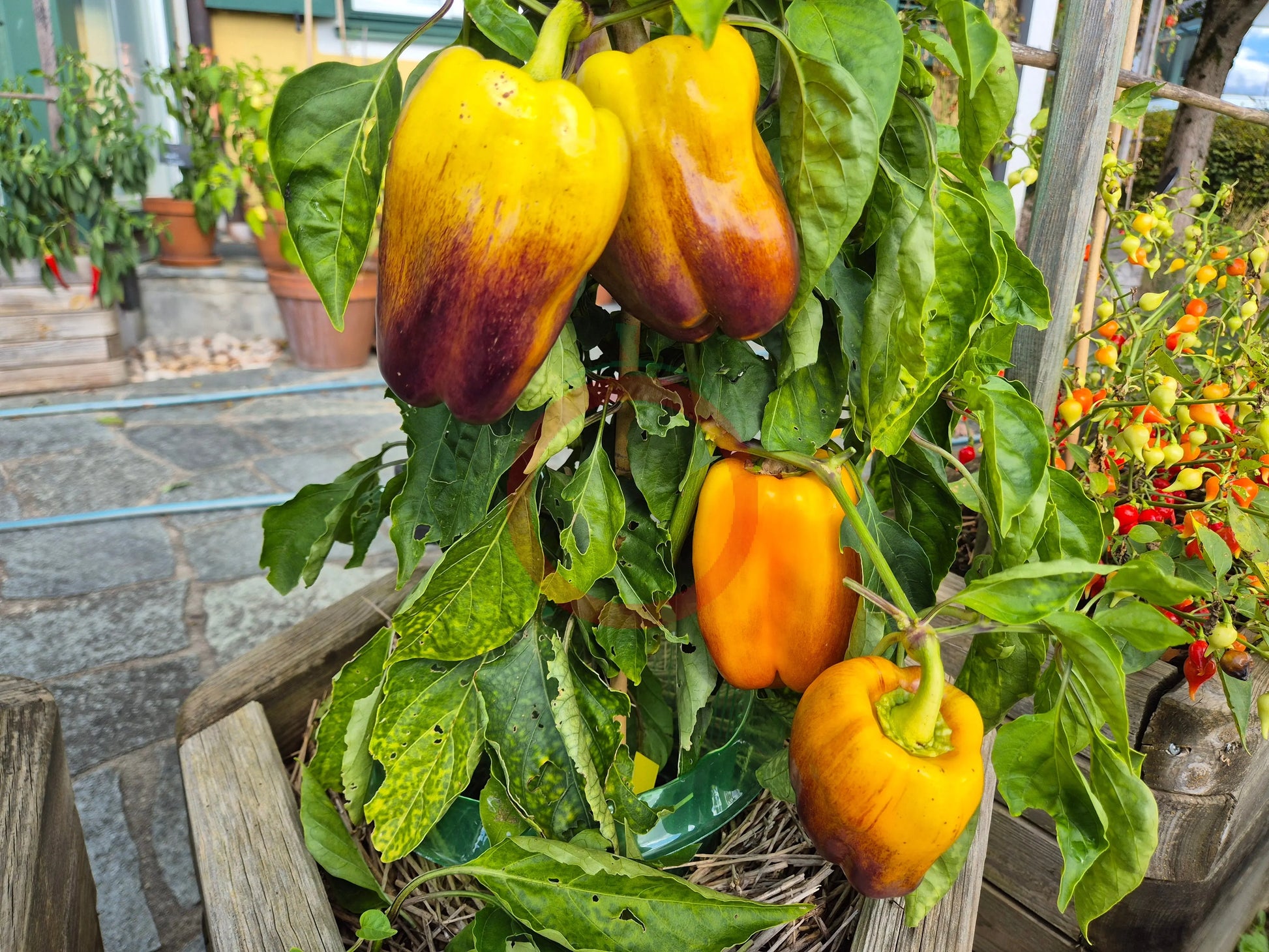 Klyaksa DER TOMATENFLÜSTERER