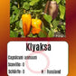 Klyaksa DER TOMATENFLÜSTERER
