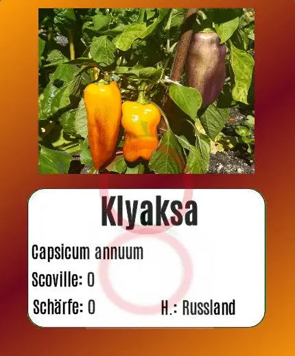 Klyaksa DER TOMATENFLÜSTERER