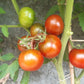 Kodiak Brown DER TOMATENFLÜSTERER