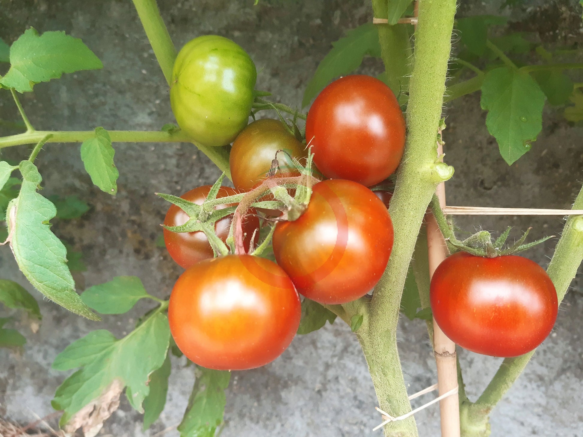 Kodiak Brown DER TOMATENFLÜSTERER