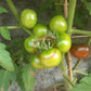 Kodiak Brown DER TOMATENFLÜSTERER