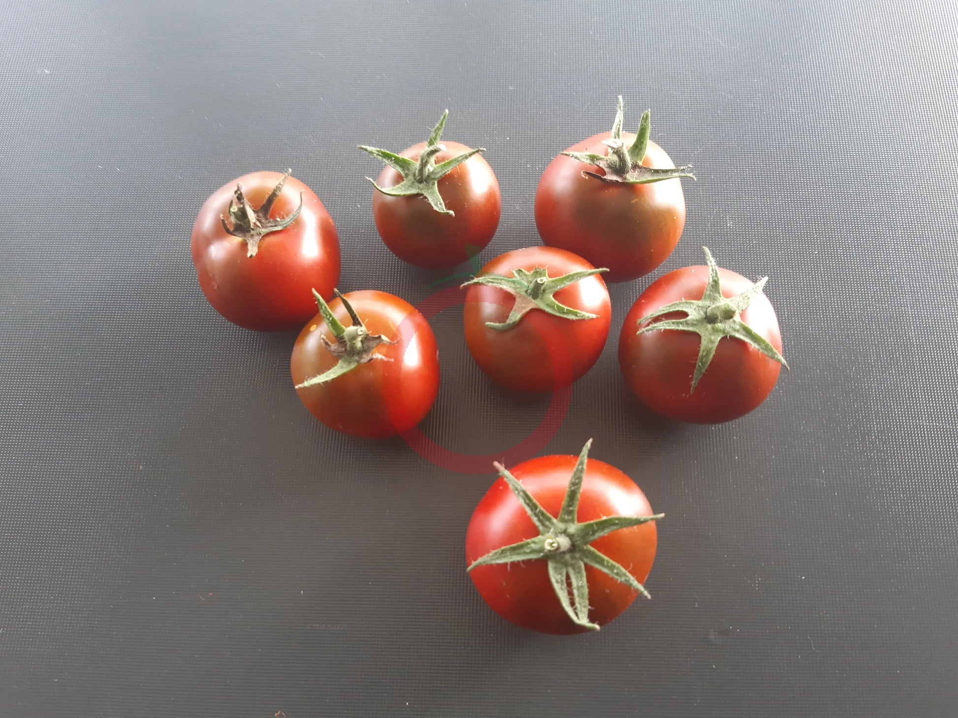 Kodiak Brown DER TOMATENFLÜSTERER