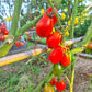 König Humbert DER TOMATENFLÜSTERER