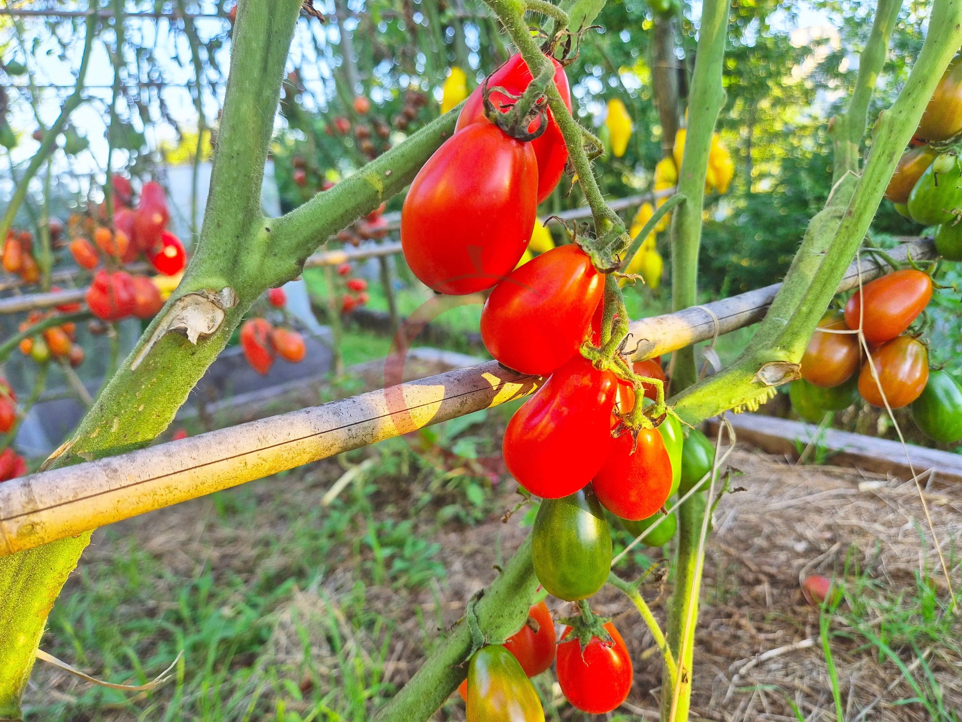 König Humbert DER TOMATENFLÜSTERER