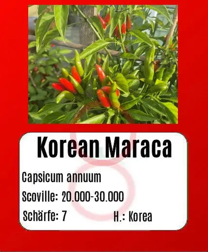 Korean Maraca DER TOMATENFLÜSTERER