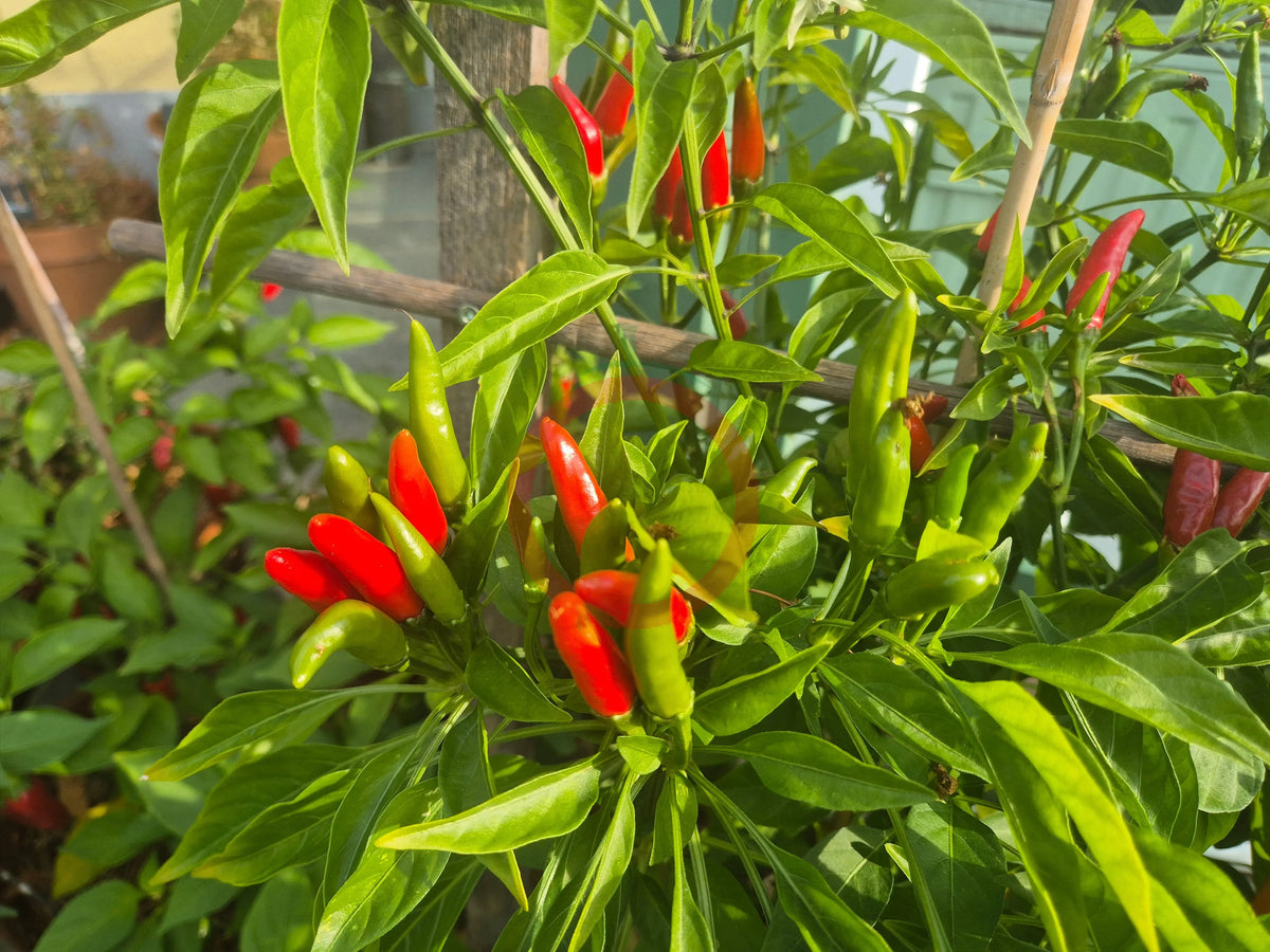 Korean Maraca DER TOMATENFLÜSTERER