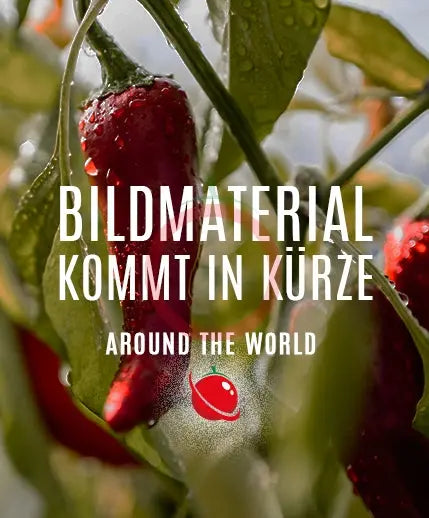 Kori Sitakame DER TOMATENFLÜSTERER