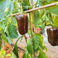 Kornet DER TOMATENFLÜSTERER