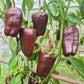 Kornet DER TOMATENFLÜSTERER
