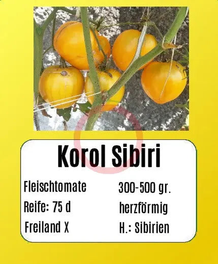 Korol Sibiri DER TOMATENFLÜSTERER