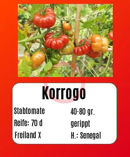 Korrogo DER TOMATENFLÜSTERER