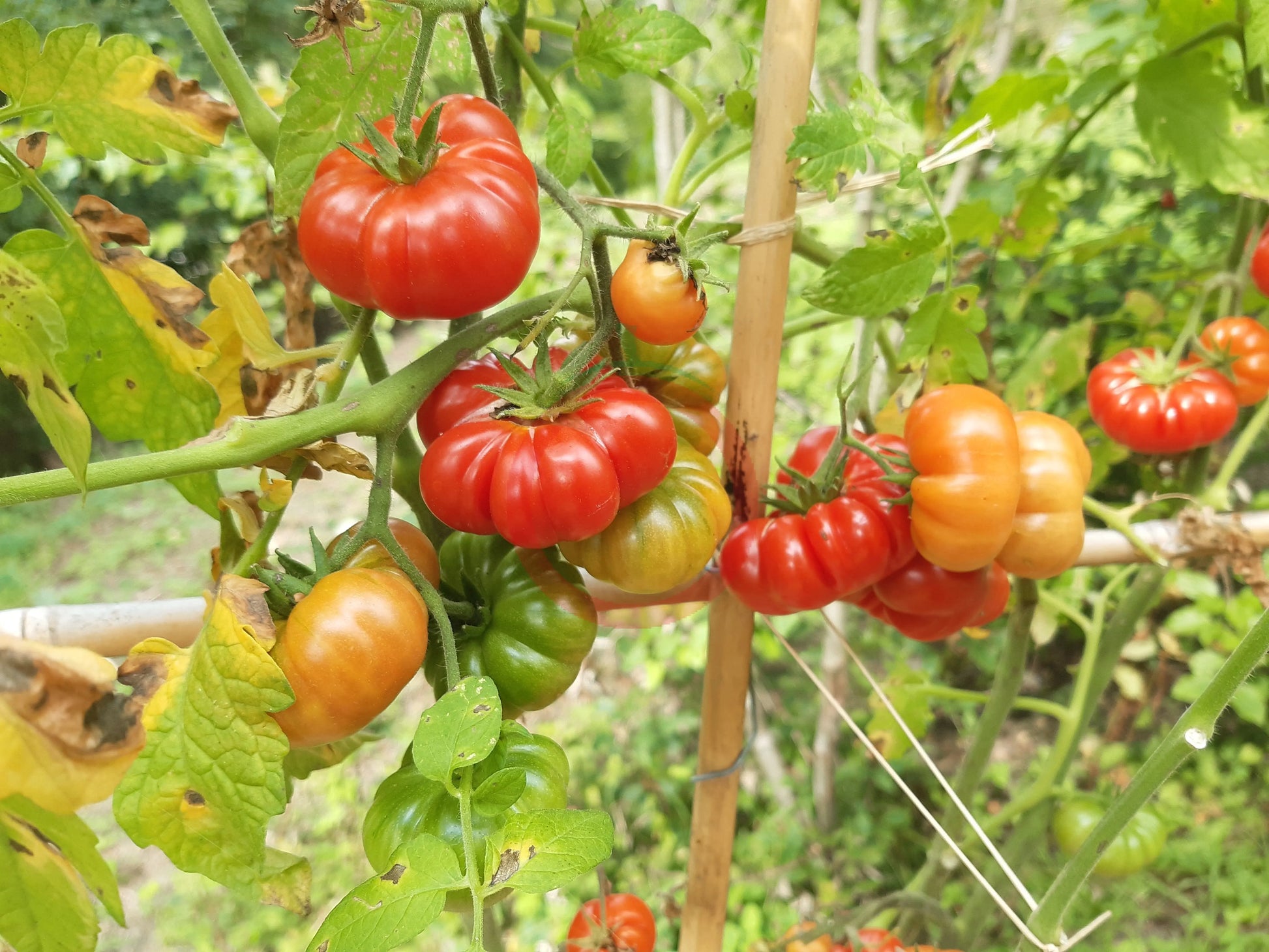 Korrogo DER TOMATENFLÜSTERER