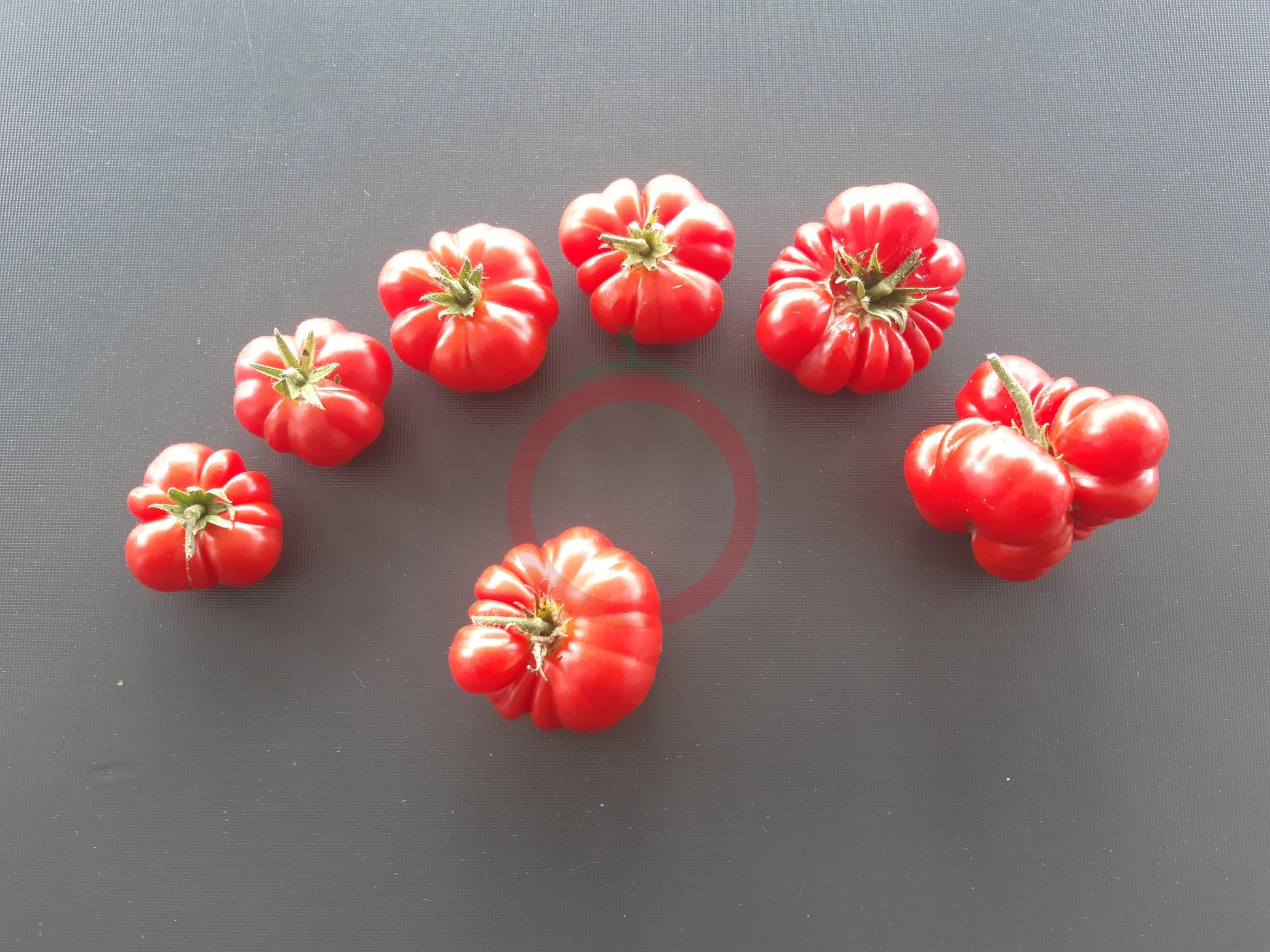 Korrogo DER TOMATENFLÜSTERER