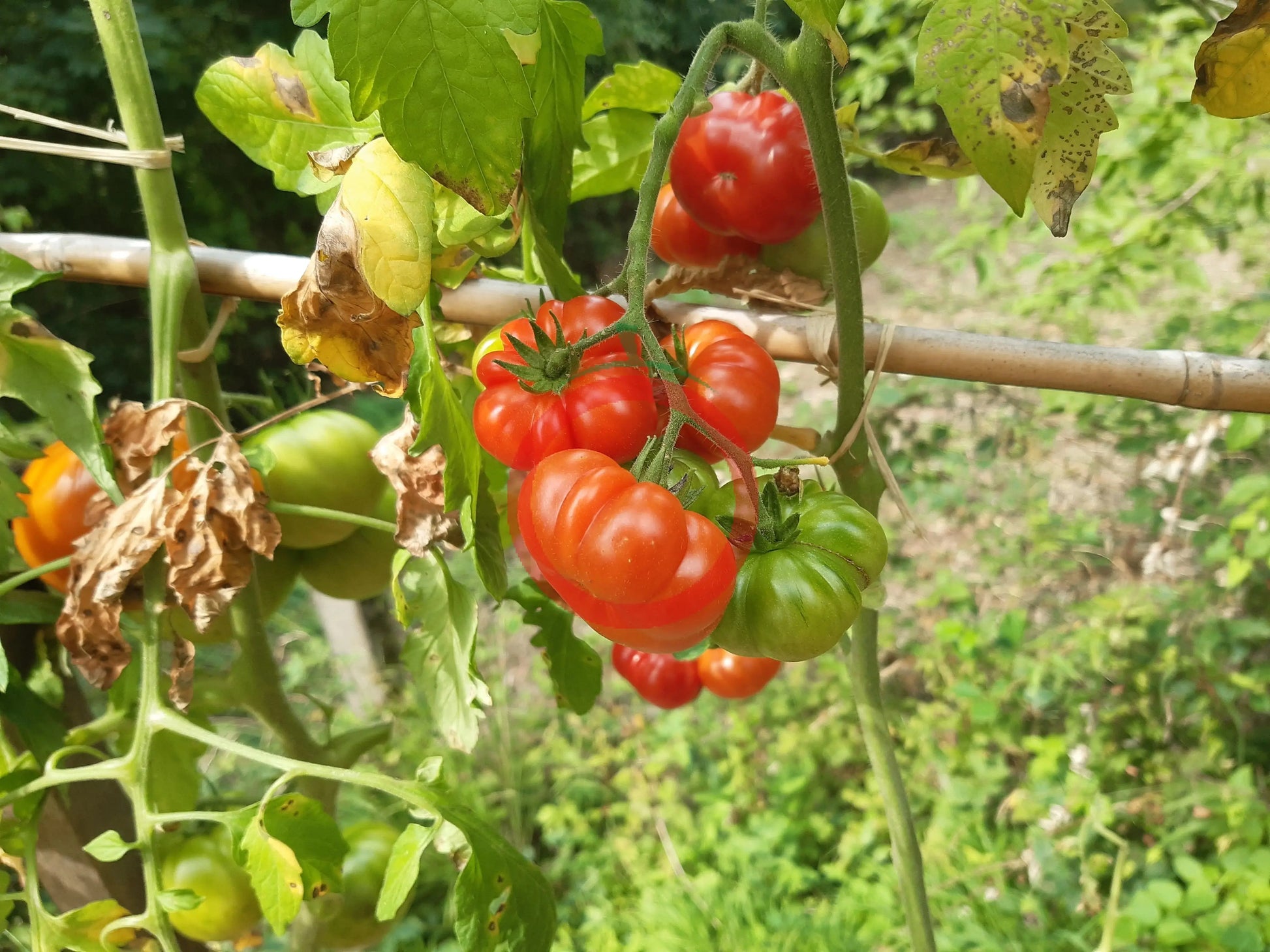Korrogo DER TOMATENFLÜSTERER