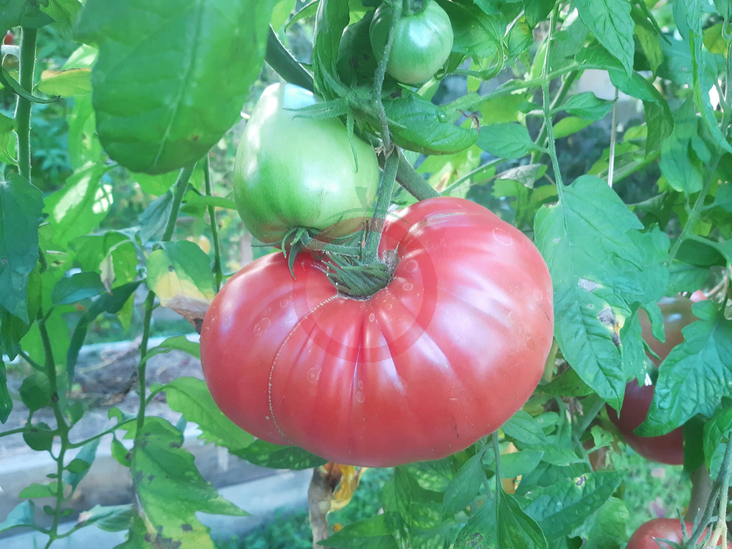 Kosovo DER TOMATENFLÜSTERER