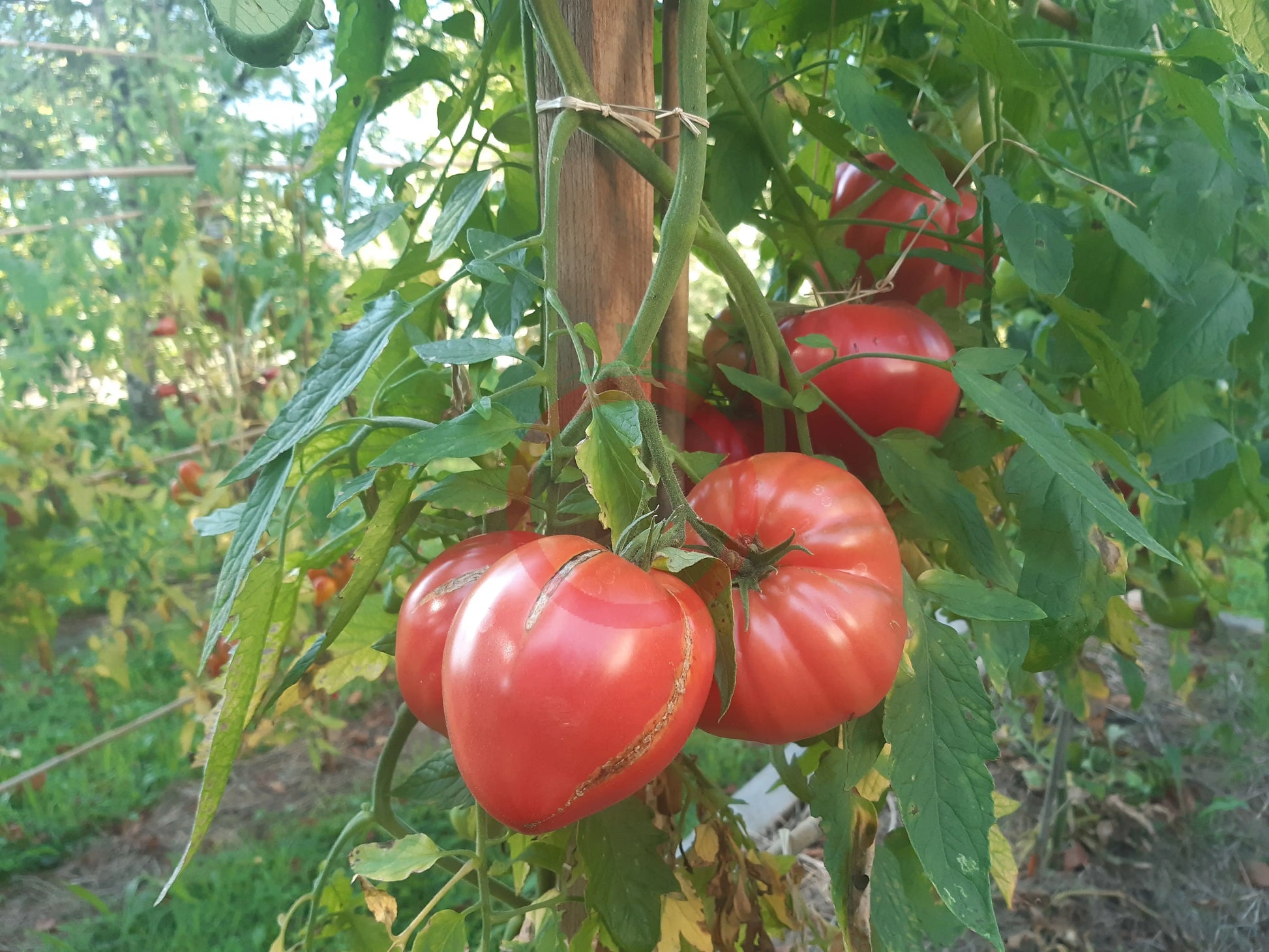 Kosovo DER TOMATENFLÜSTERER