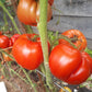 Kot Timofei DER TOMATENFLÜSTERER