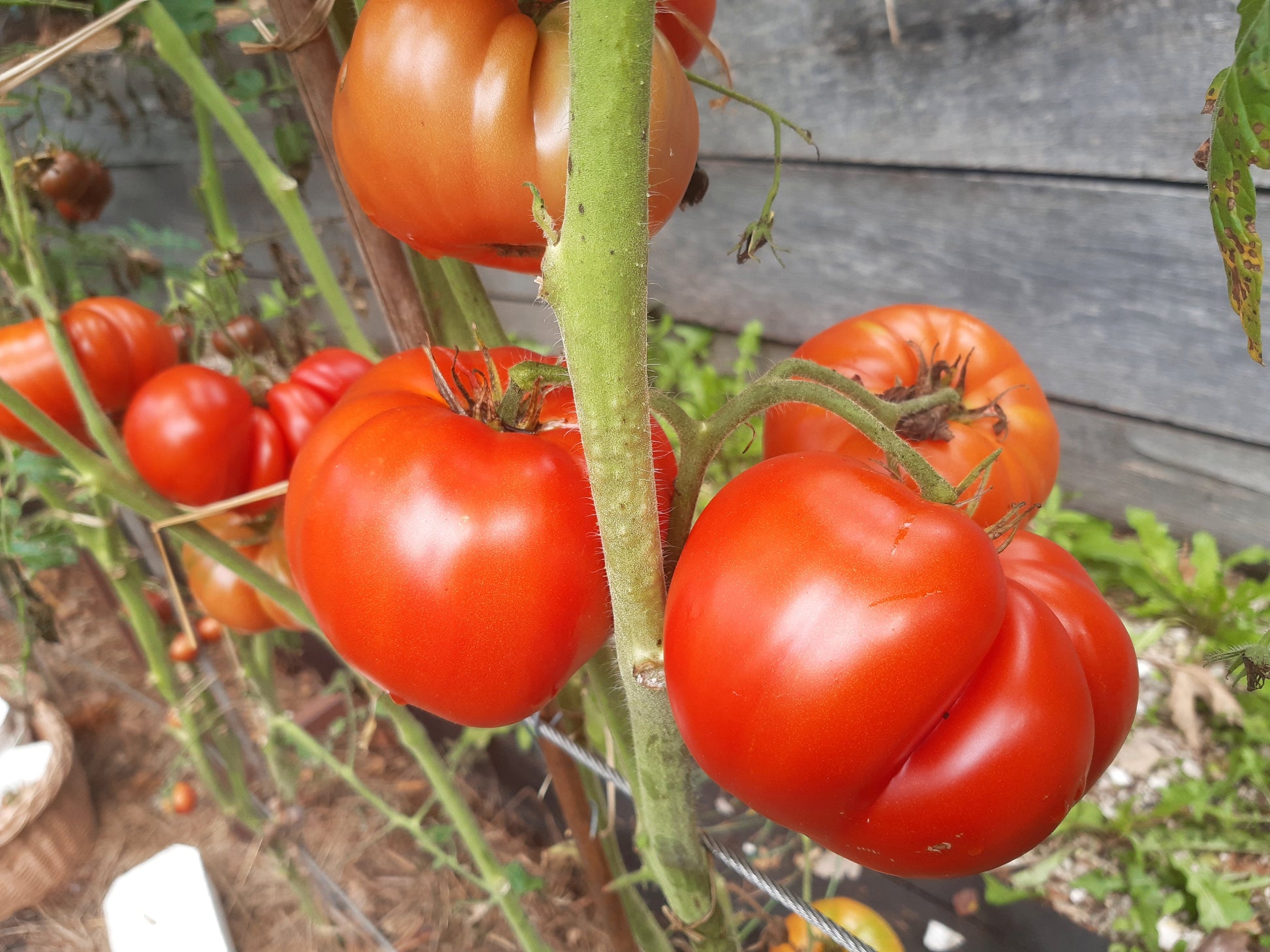 Kot Timofei DER TOMATENFLÜSTERER