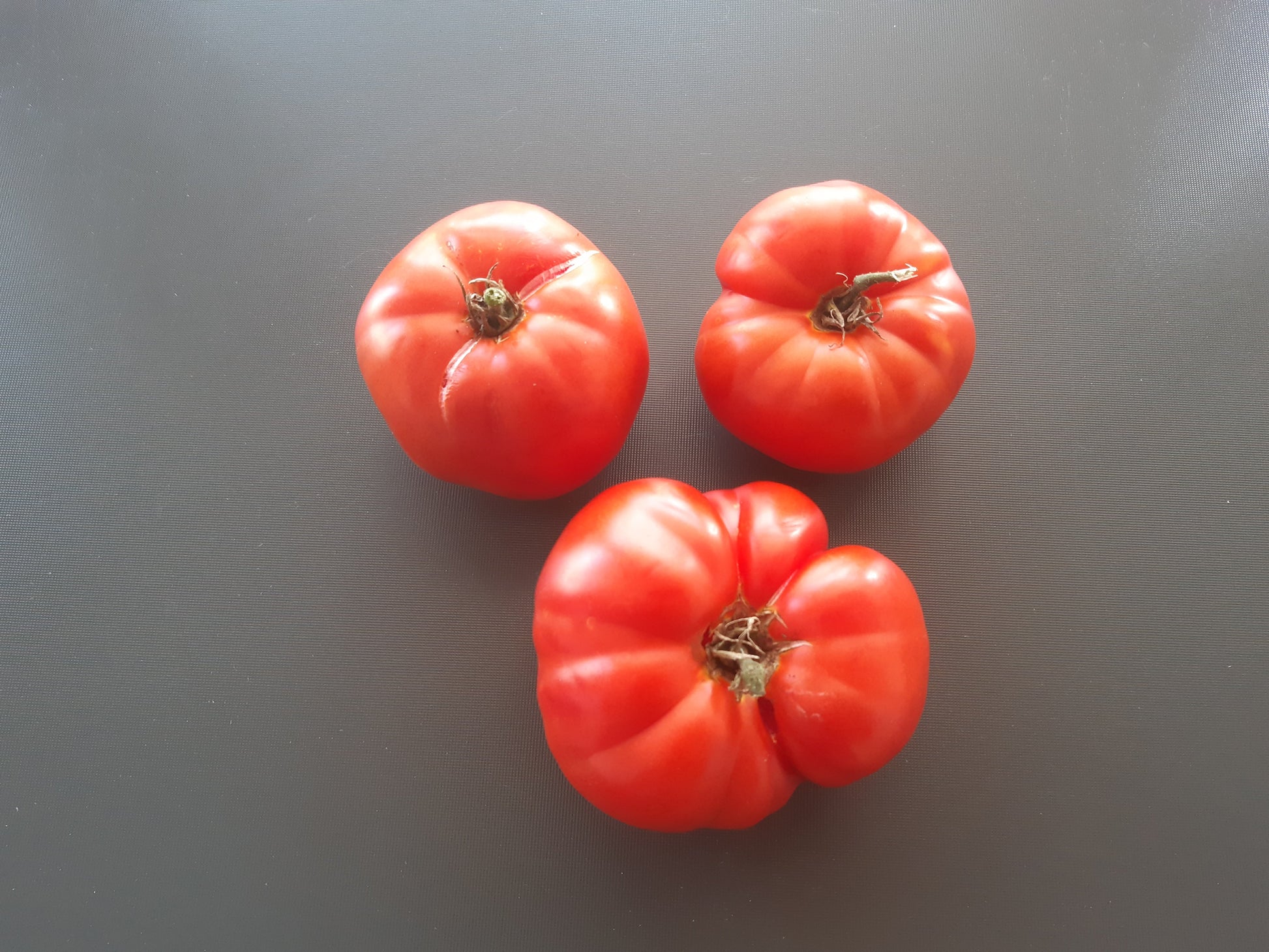 Kot Timofei DER TOMATENFLÜSTERER