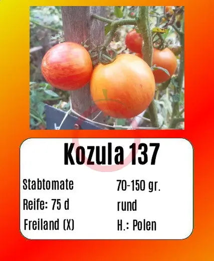 Kozula 137 DER TOMATENFLÜSTERER