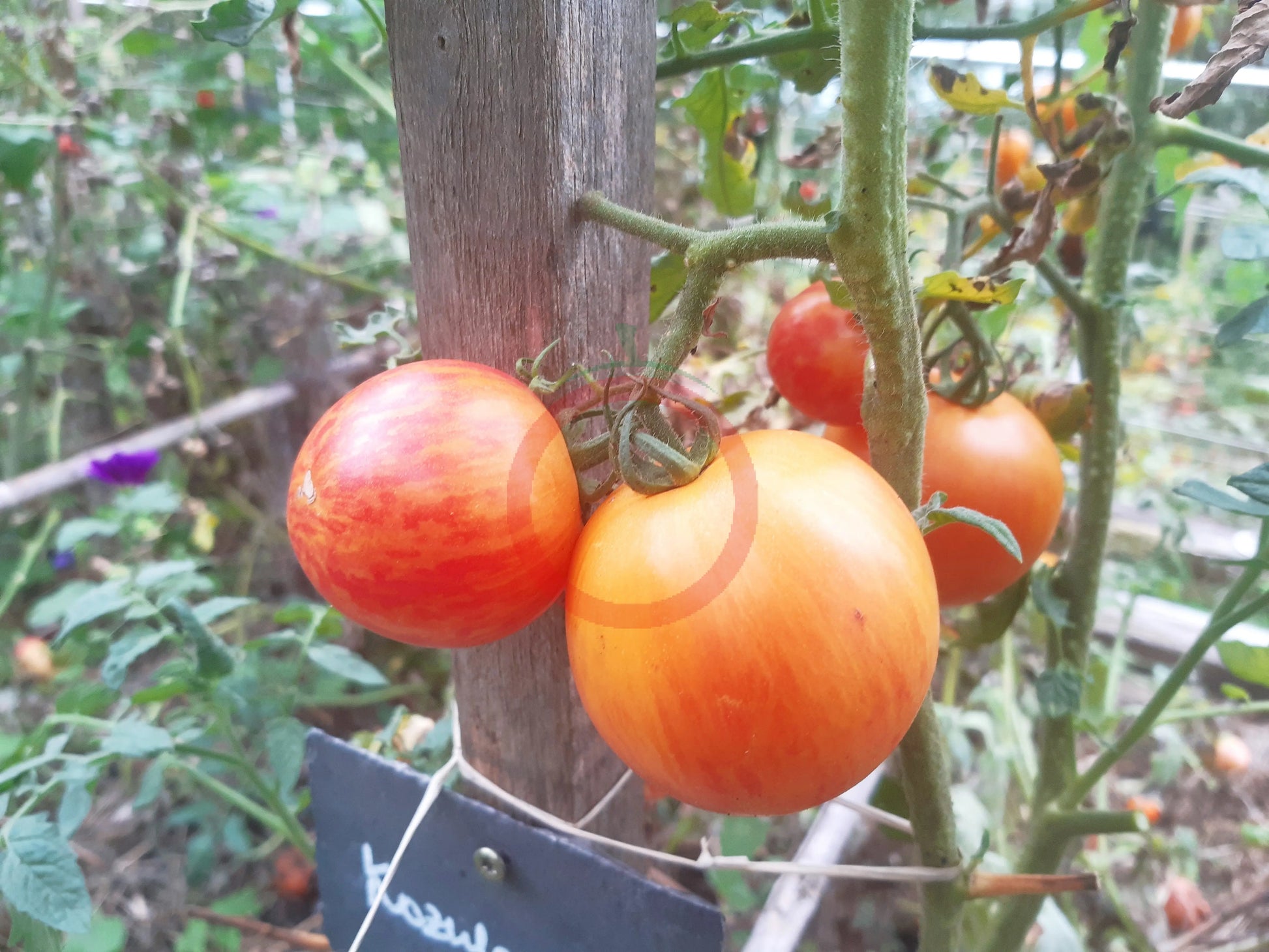 Kozula 137 DER TOMATENFLÜSTERER