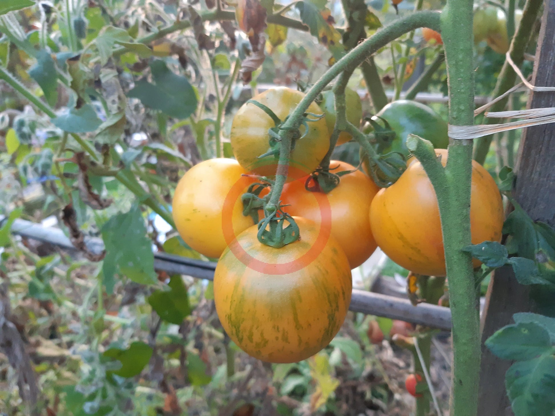 Kozula 137 DER TOMATENFLÜSTERER