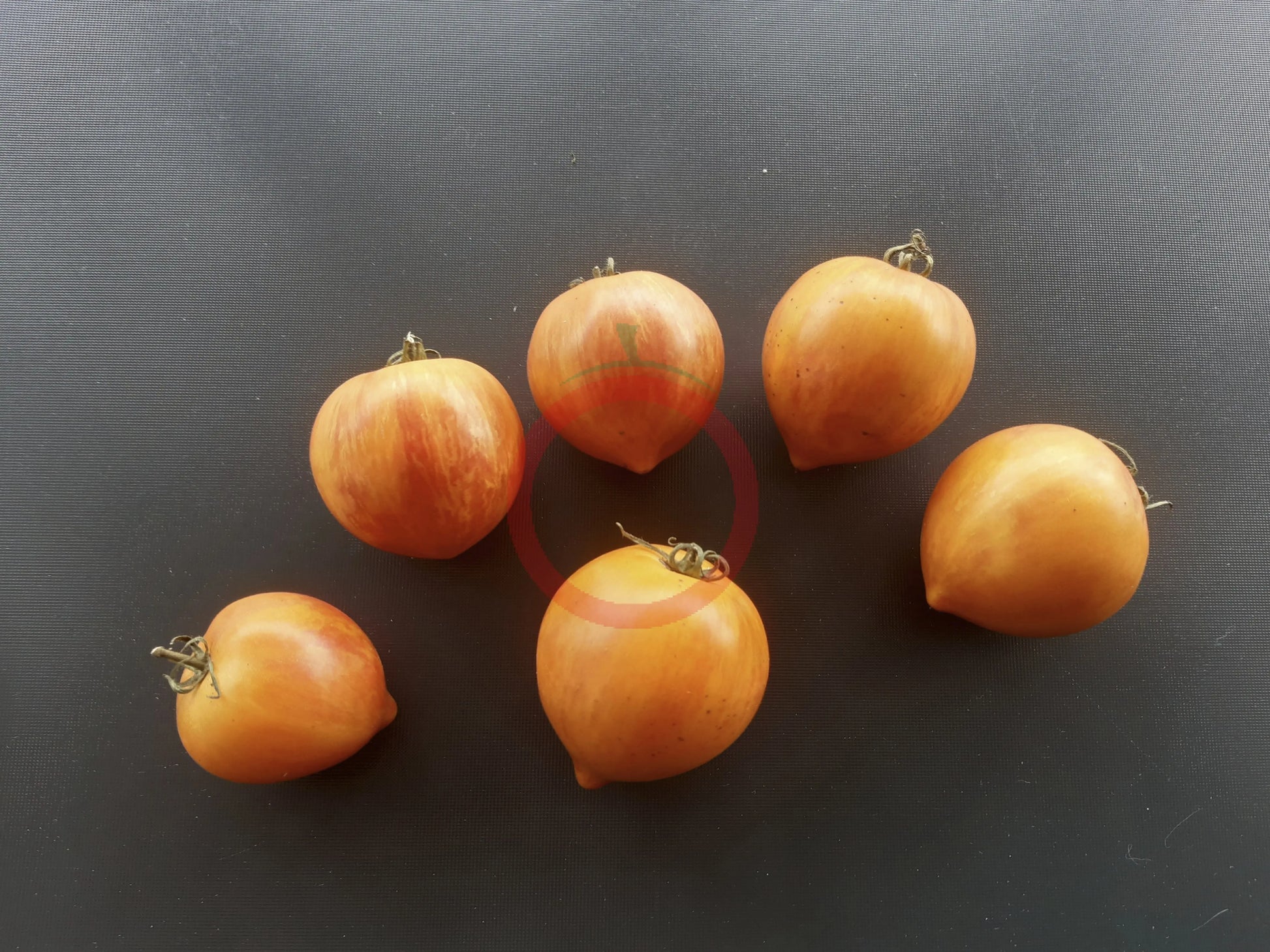 Kozula 137 DER TOMATENFLÜSTERER