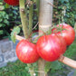Kozula 138 DER TOMATENFLÜSTERER