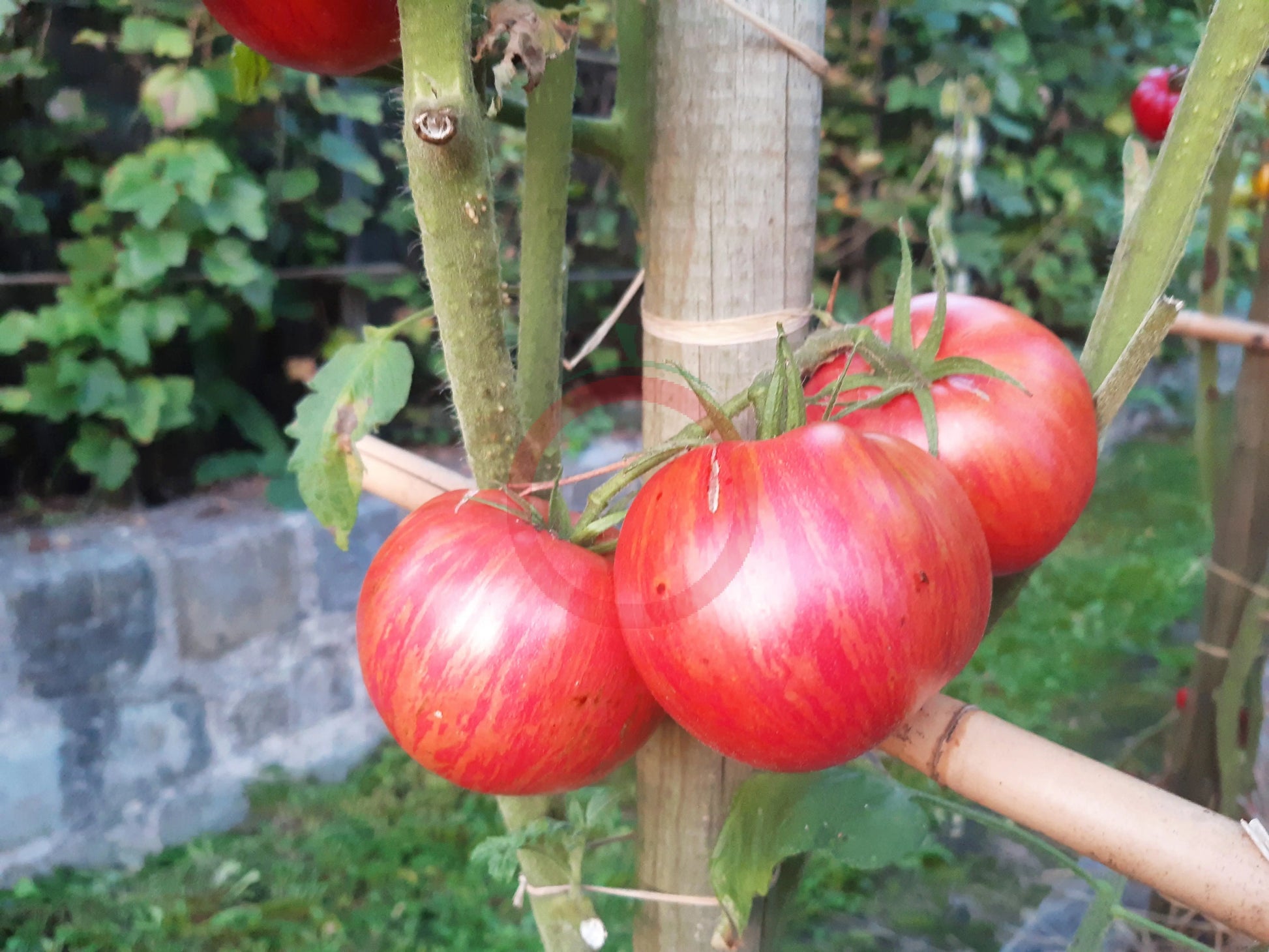 Kozula 138 DER TOMATENFLÜSTERER