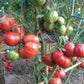Kozula 138 DER TOMATENFLÜSTERER