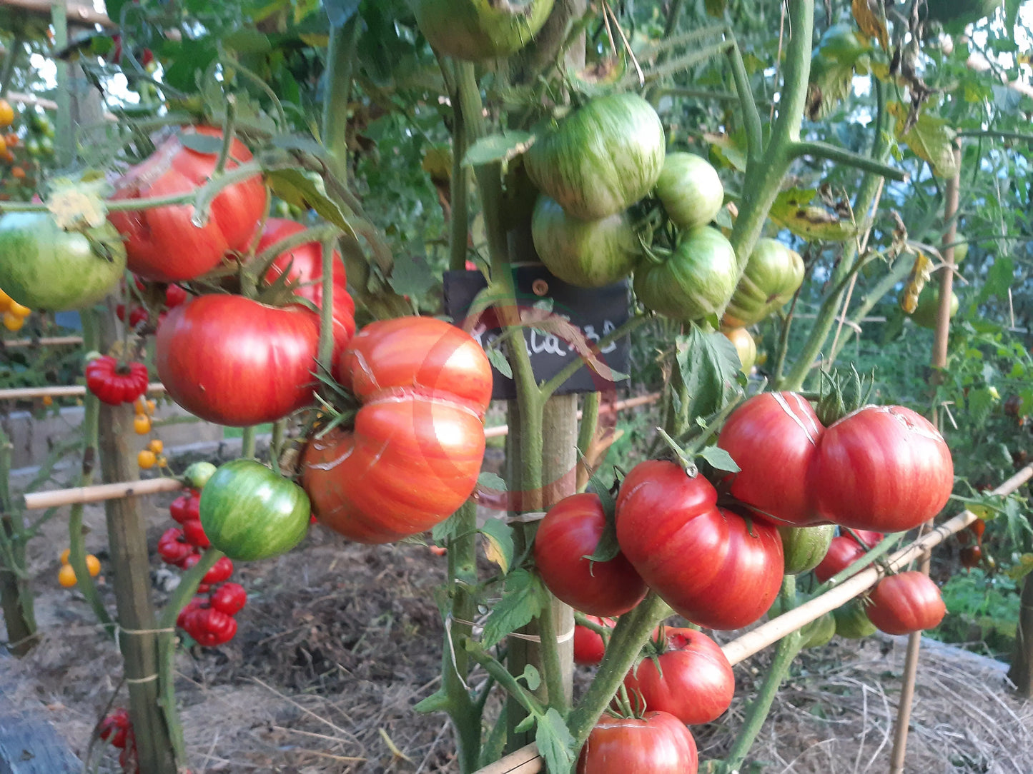 Kozula 138 DER TOMATENFLÜSTERER