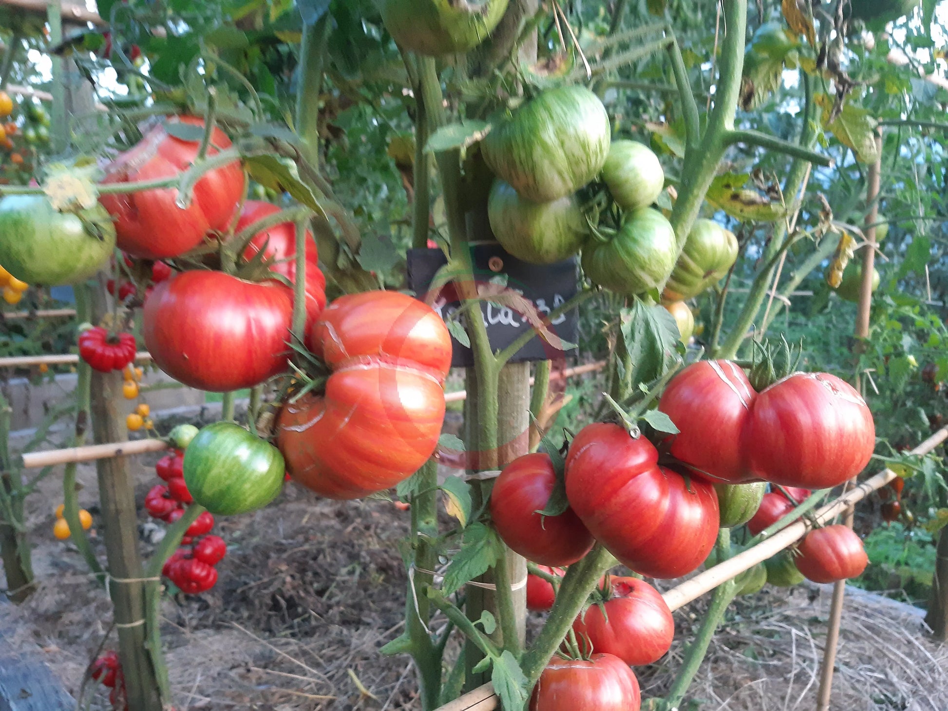 Kozula 138 DER TOMATENFLÜSTERER