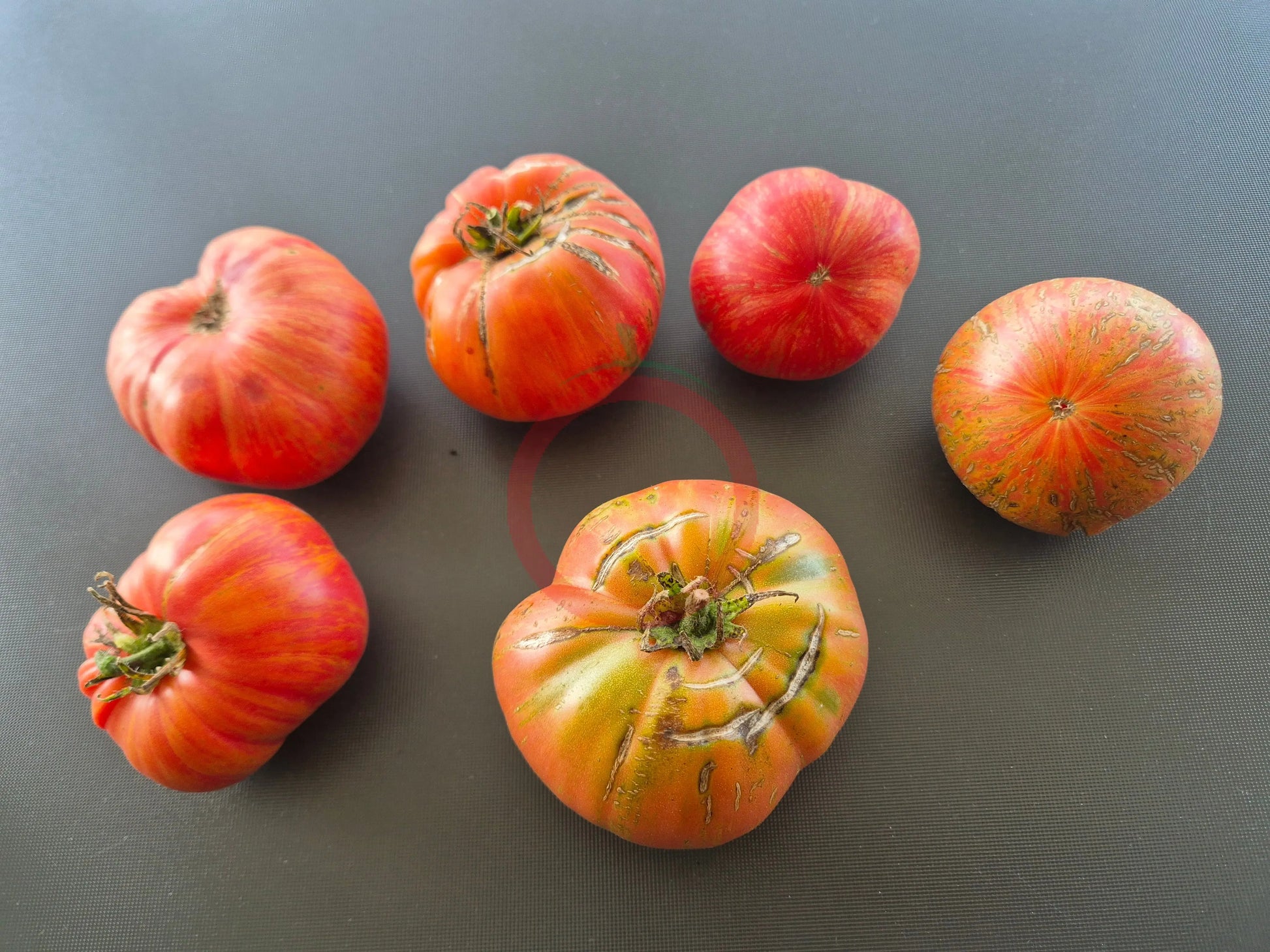 Kozula 138 DER TOMATENFLÜSTERER